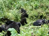 Susa group of mountain gorillas, Rwanda