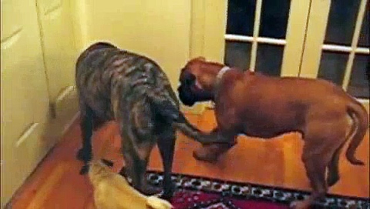 Bullmastiff, English Mastiff, and Pug Scared of Stone Kitten