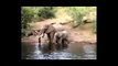 Crocodile Vs Elephant Real Fight   Crocodile Attacks Elephant Video