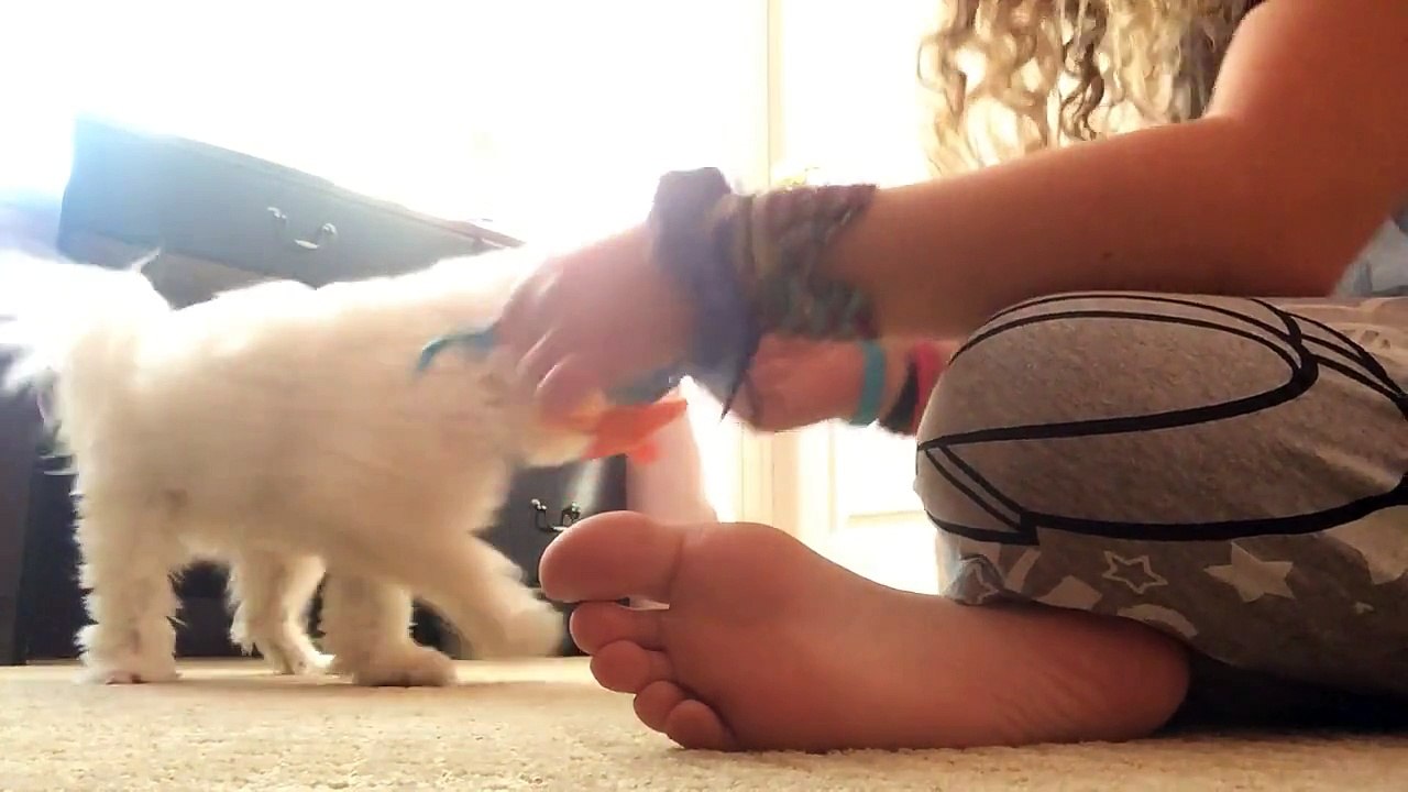 Funny dog video