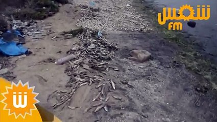 حصري بالفيديو خروج أعداد كبيرة من الأسماك قرب الميناء التجاري  برادس