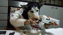 Funny Siberian Husky Video - Husky dog eating like a man