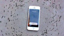 Ants Circling Phone - Mysterious video of ants circling an iPhone -Ameisen umkreisen 7