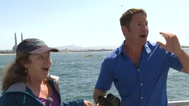 Live interview interrupted by Blue Whale - Big Blue Live: Episode 3 - BBC One