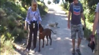 Rhodesian Ridgeback Girl Zola & Golden Retriever Toffee - Walk, Run & Play