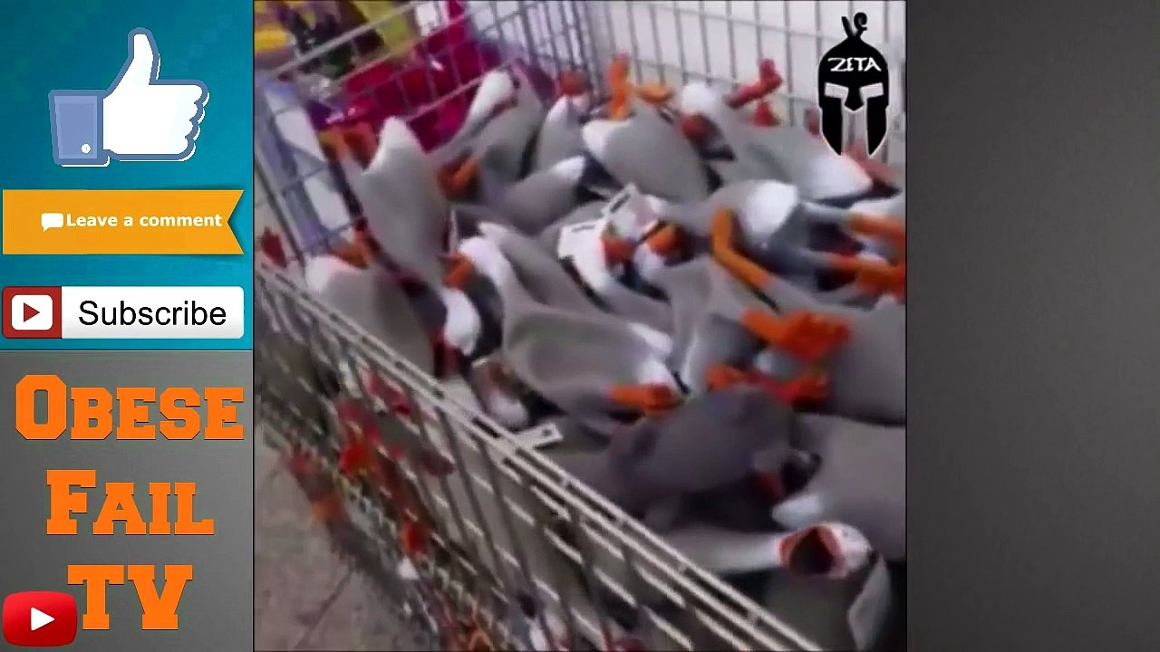 HILARIOUS Duck Army Vine Compilation | Screaming Ducks Funny Vines | Duck Army Compilation