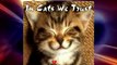 Kattenmand Dierenambulance/Dierenbescherming West-Alblasserwaard krf