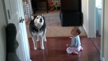 لن تصدق ما سيفعله الكلب مع الصغير