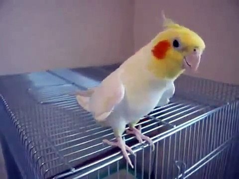 Miglior video e scherzi divertenti ANIMALI DIVERTENTI PAPPAGALLO CHE CANTA UNA CANZONE