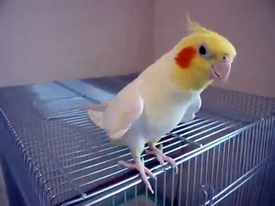 Miglior video e scherzi divertenti  ANIMALI DIVERTENTI PAPPAGALLO CHE CANTA UNA CANZONE