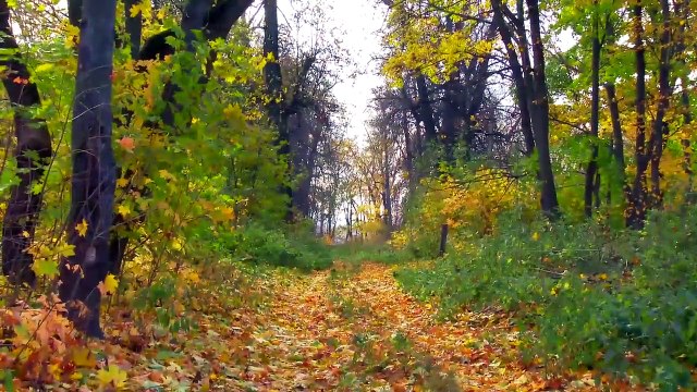 Полибино - усадьба Нечаевых-Мальцева, Липецкая область