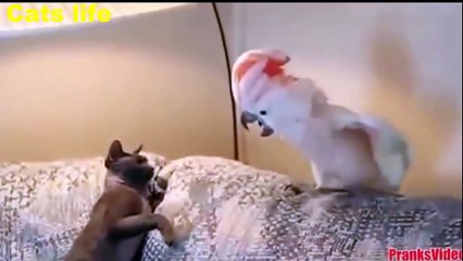 Cats scared compilation |cute kittens Cats in critical moments