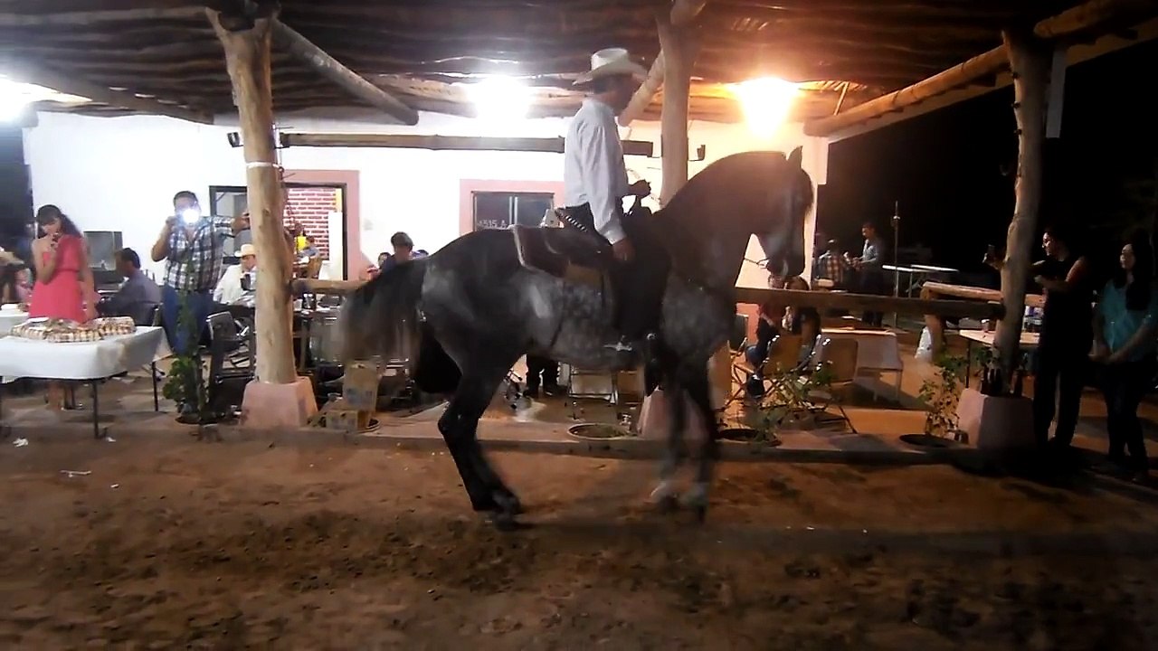 Caballo el Nevado PRE de Manuel Felix