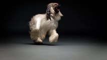Secret Life of Dogs: Afghan Hound runs and jumps onto owner in slow motion.