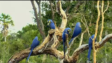 Aras Macaw im Amazonas - sterbende Natur