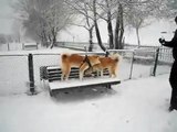 perro de raza - Akita Inu - perros en la nieve
