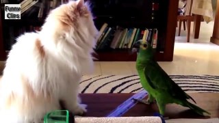 Funny Videos   Funny Animal   Funny Parrots Annoying Cats