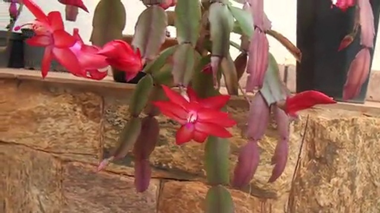 Flor de Maio - Jardinagem