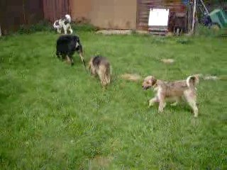 LOULOUS DANS LE PRE 3