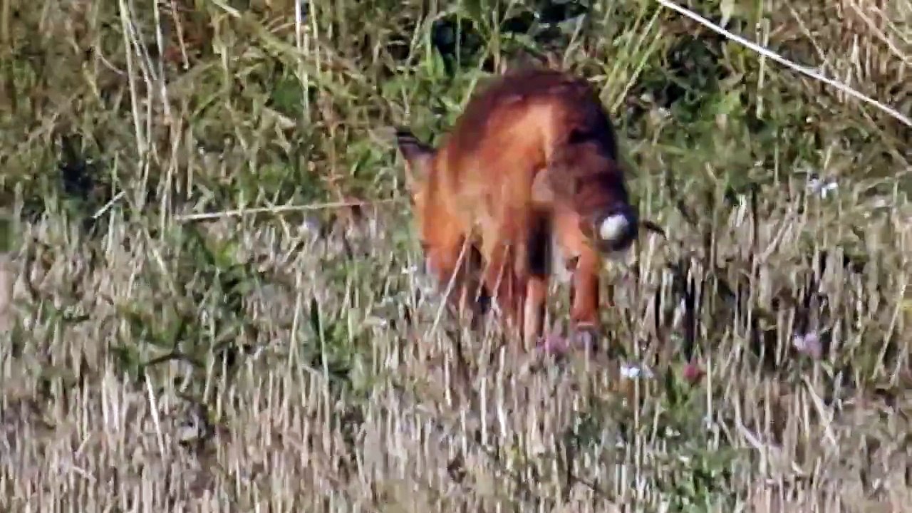 Nikon Coolpix P900 (zoom test - fox)