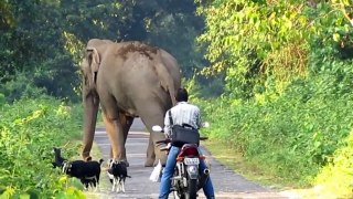 Funny animal - Elephant challenges motorcycle