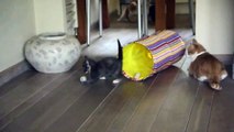 Funny Cats | Cat videos Compilation # 1 Slow Motion Cats