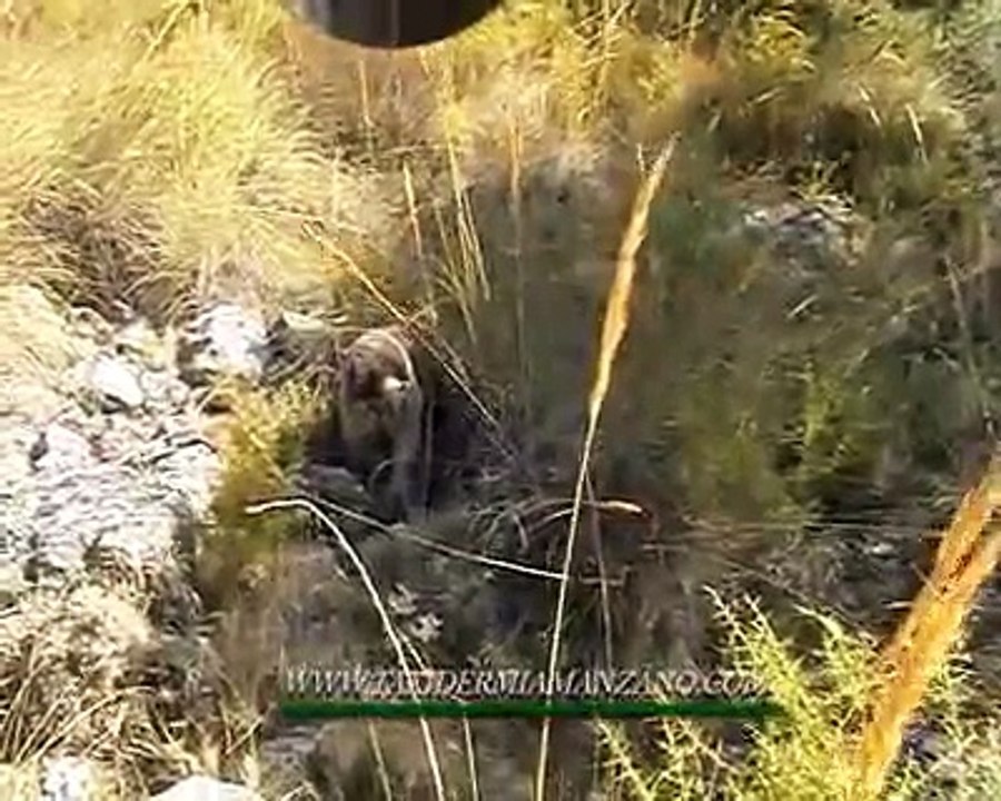 Griffon korthals de Almayate