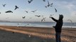 Gulls feeding in slow motion - Möwen füttern