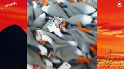 BEST DUCK ARMY COMPILATION