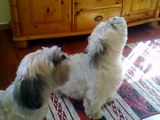 Singing Lhasa Apso!