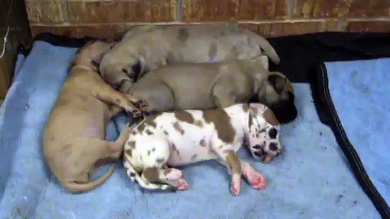 Ce petit chiot fait un cauchemar. Mais regardez donc ce que va faire son frère…