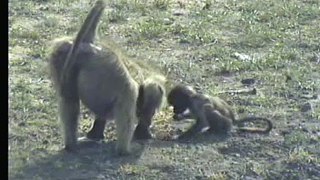 Baby Baboon Plays Peek-a-Boo with Pied Crow