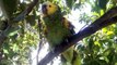 My Blue Fronted Amazon Parrot 