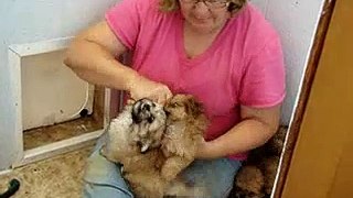 Hearthside Family Pets + Pekapoo Puppies