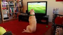 Labrador dog reacts to Portugal's Elimination from the World Cup2014 By ThisUsernameDoesntFit And The Revolution