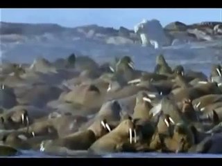 3:34    Male polar bear vs Female walrus Loser polar
