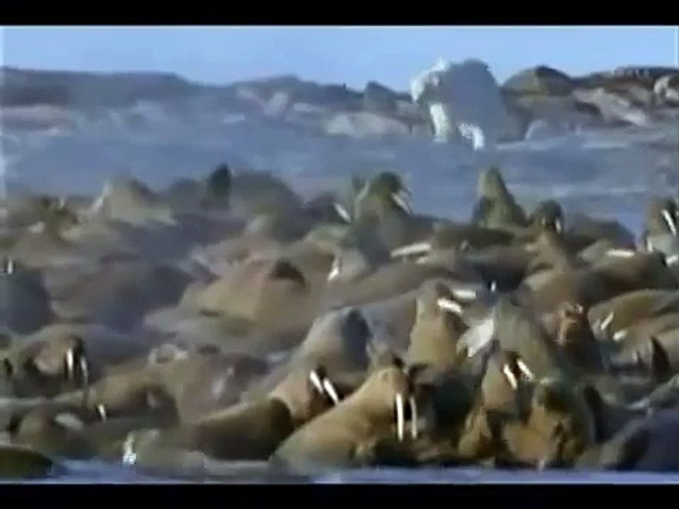 3:34    Male polar bear vs Female walrus Loser polar