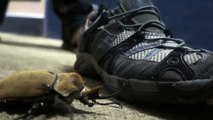 rhinoceros beetle defends the shoe video, Жук-носорог в обороне