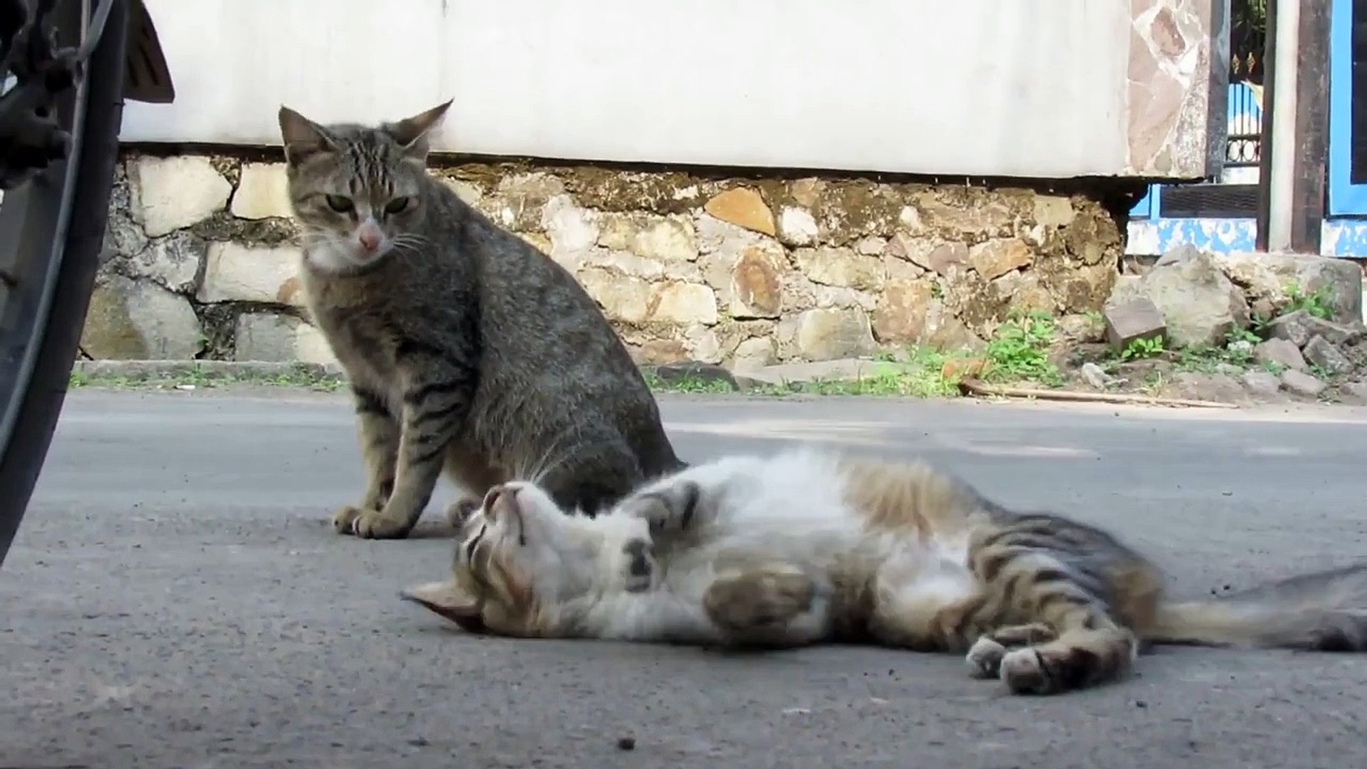 【野良猫】お鼻ピンク猫と子猫 Pink nose cat and kitten