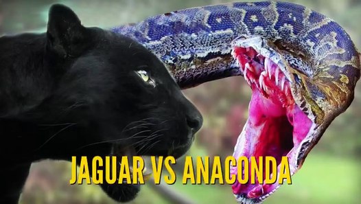  Ular  Anaconda vs  Jaguar Video Pertarungan Binatang  Buas  