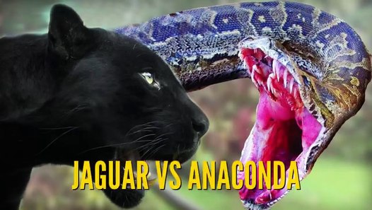 Ular Anaconda vs Jaguar Video Pertarungan Binatang Buas Ular Anaconda vs Jaguar Video Pertarungan Binatang Buas