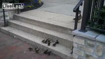 Ducklings vs steps