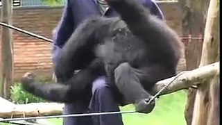 80 Percent Angel Video 11: GORILLA VETS, Two had to die