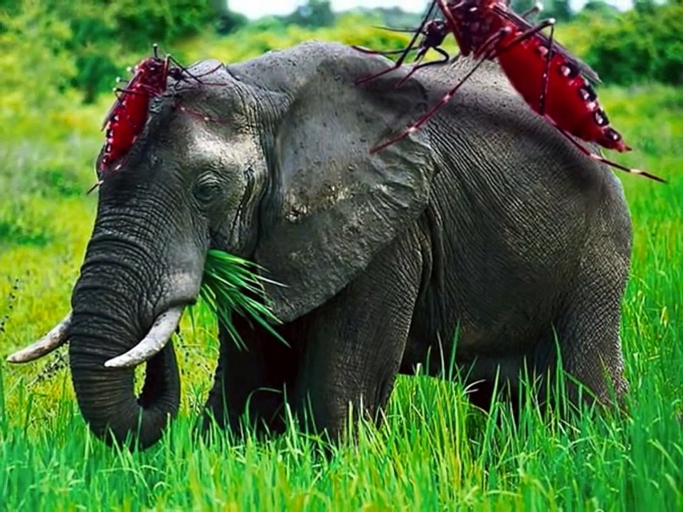 Мультик про комара. Что такое комары. Рассказ для детей. Познавательный мультфильм