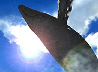 Real Whales, Tráiler Oficial