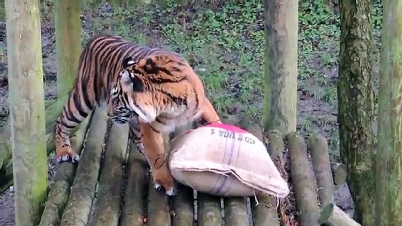 Daseep's Valentine Surprise!
