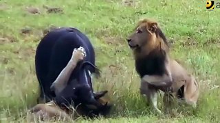 Lions attack mother buffalo and baby with no mercy