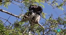 Los secretos de los manglares - Documental en español