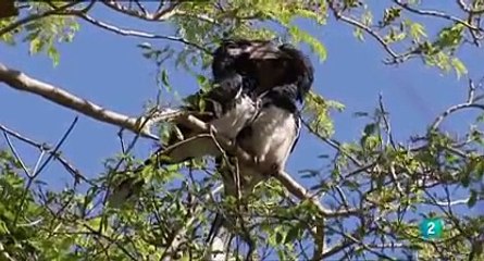 Los secretos de los manglares - Documental en español