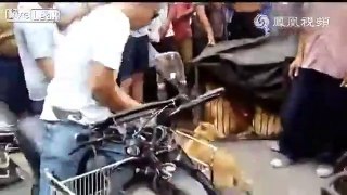 Vendor Tortures Dogs To Push Dog Lovers To Buy At  High Price